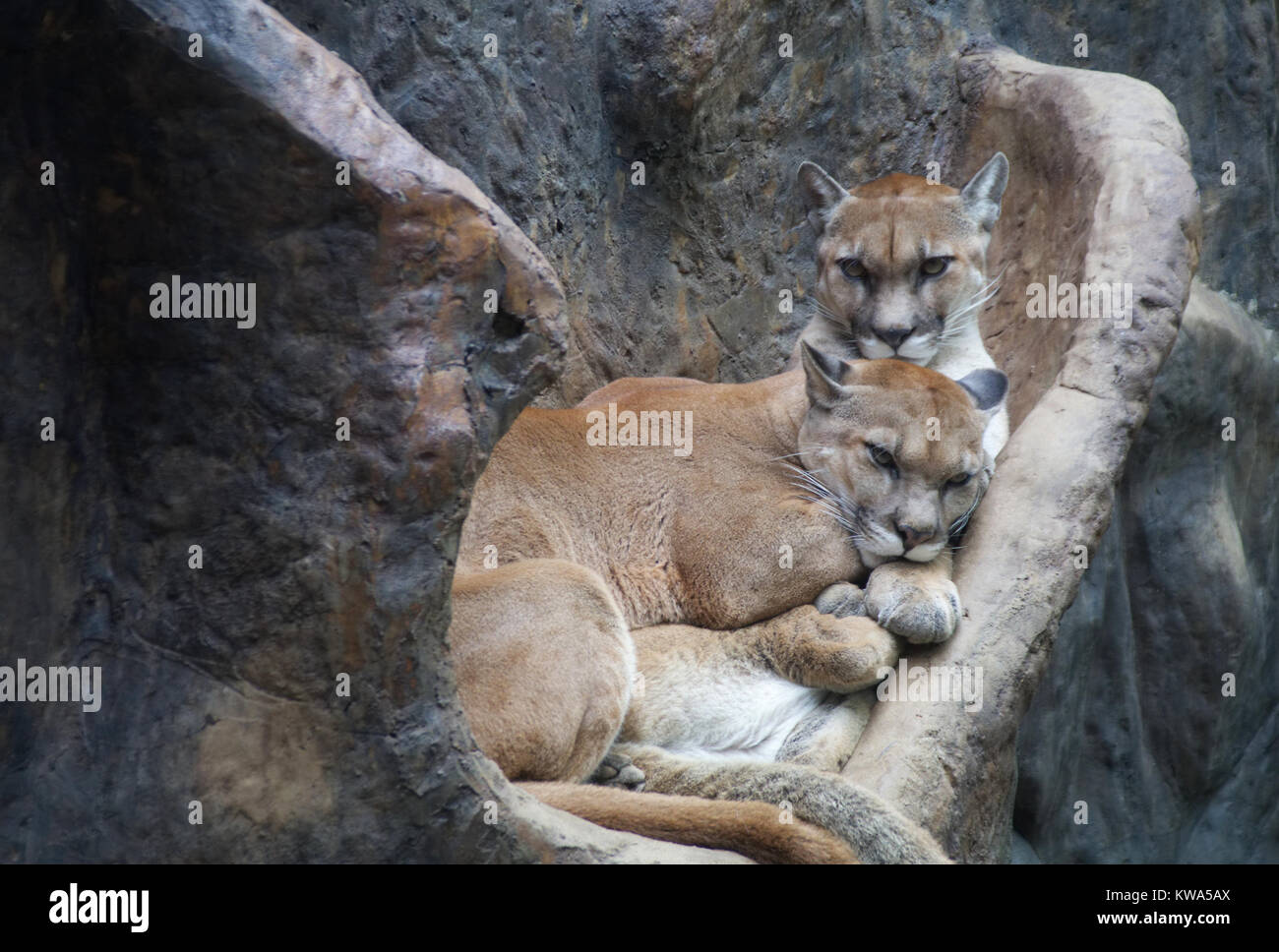 Pair of Mountain Lions resting, sleeping ont he rocks Stock Photo