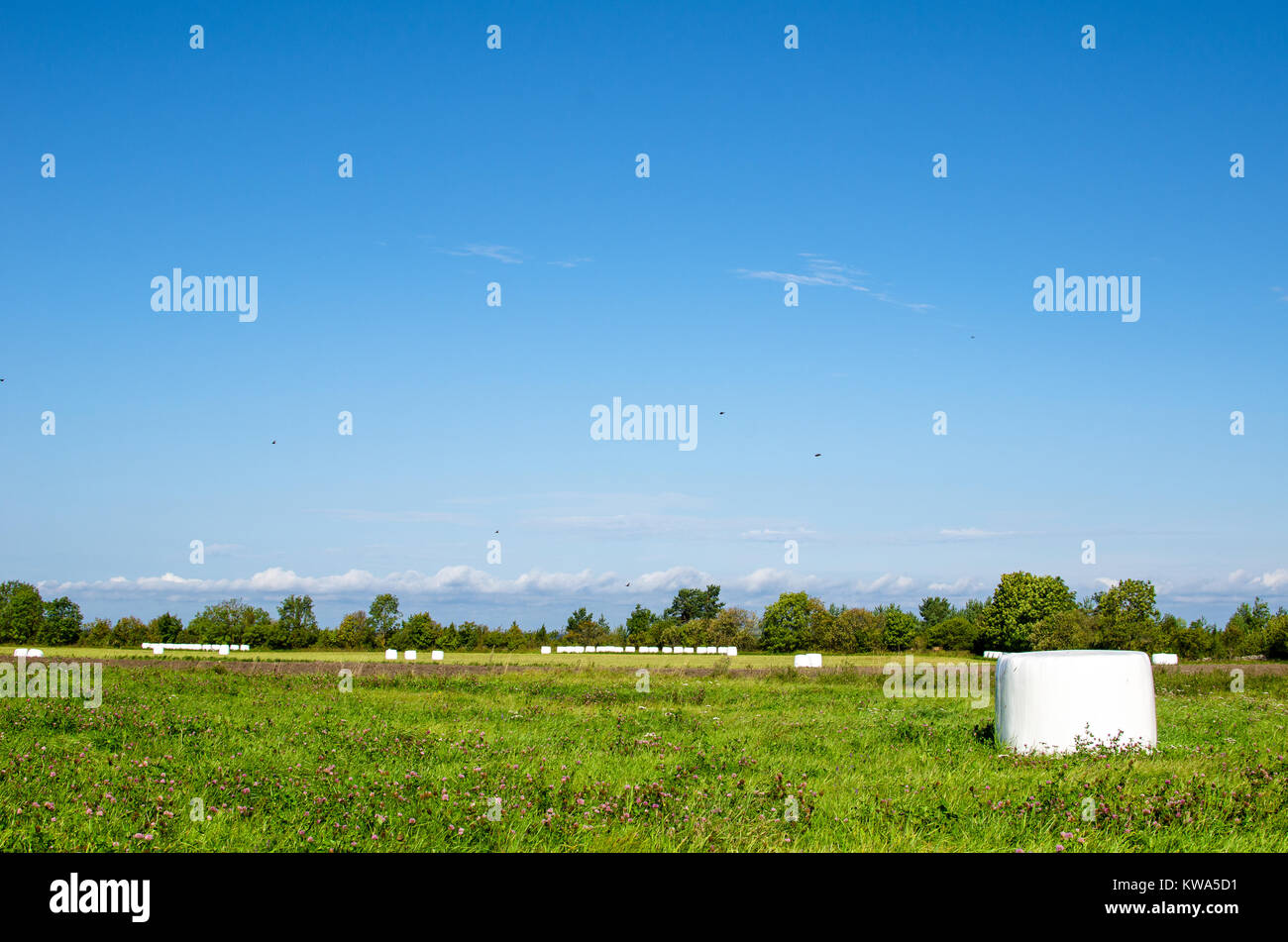 Haylage Bales in a farm in summer, Saaremaa, Estonia Stock Photo