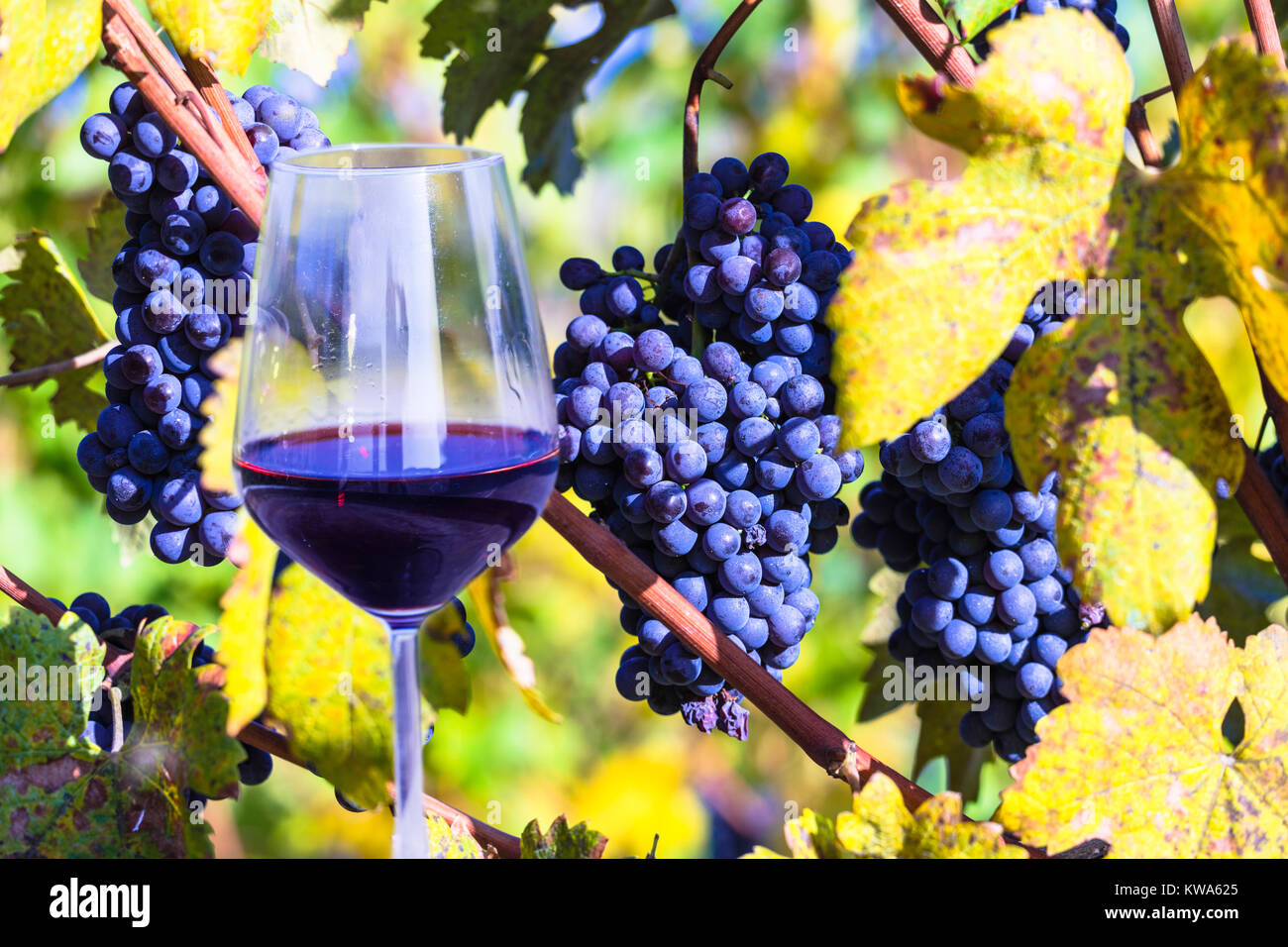 Glass of red vine and vineyards,Piedmont region,Italy. Stock Photo