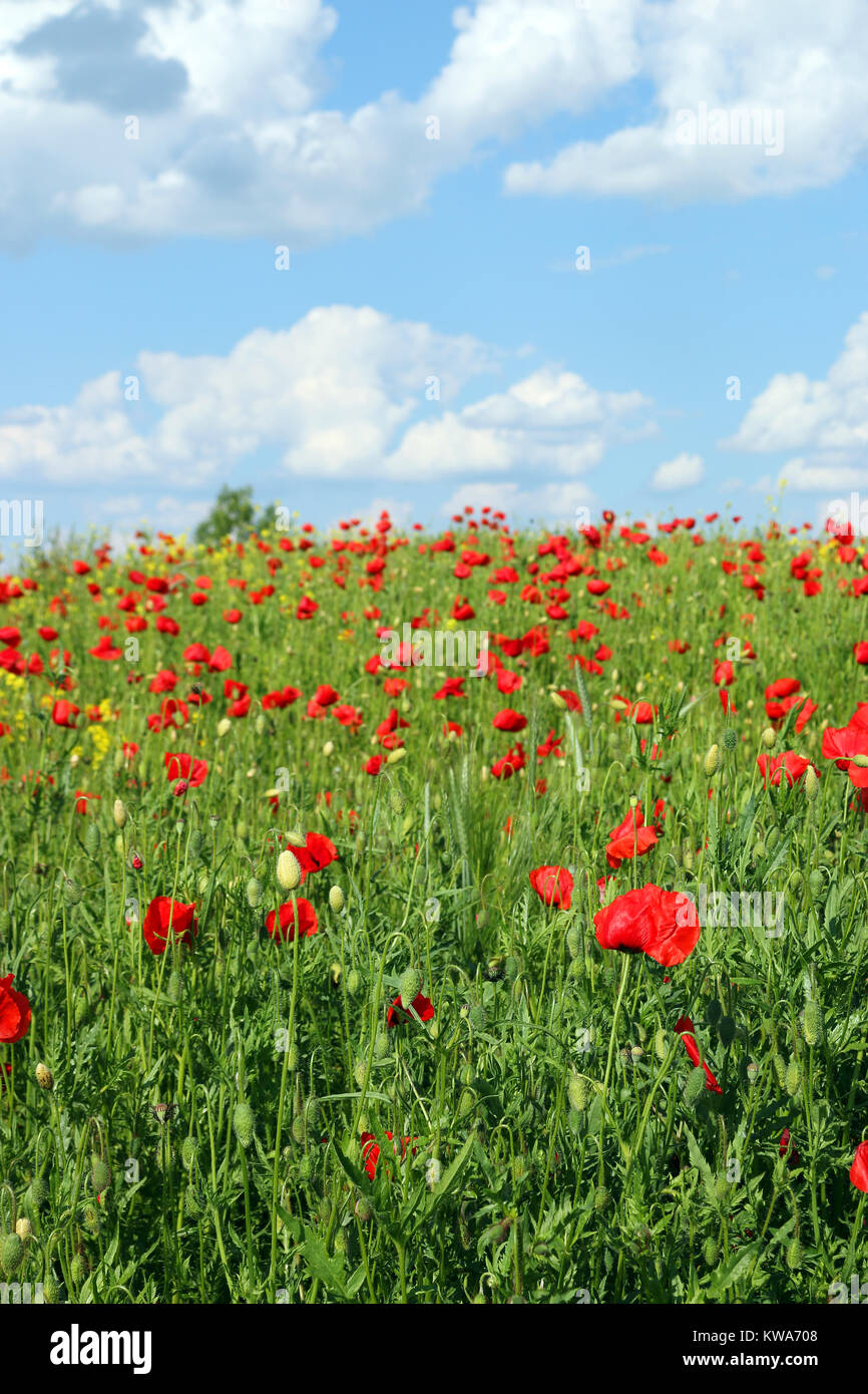poppies flower field spring season Stock Photo Alamy