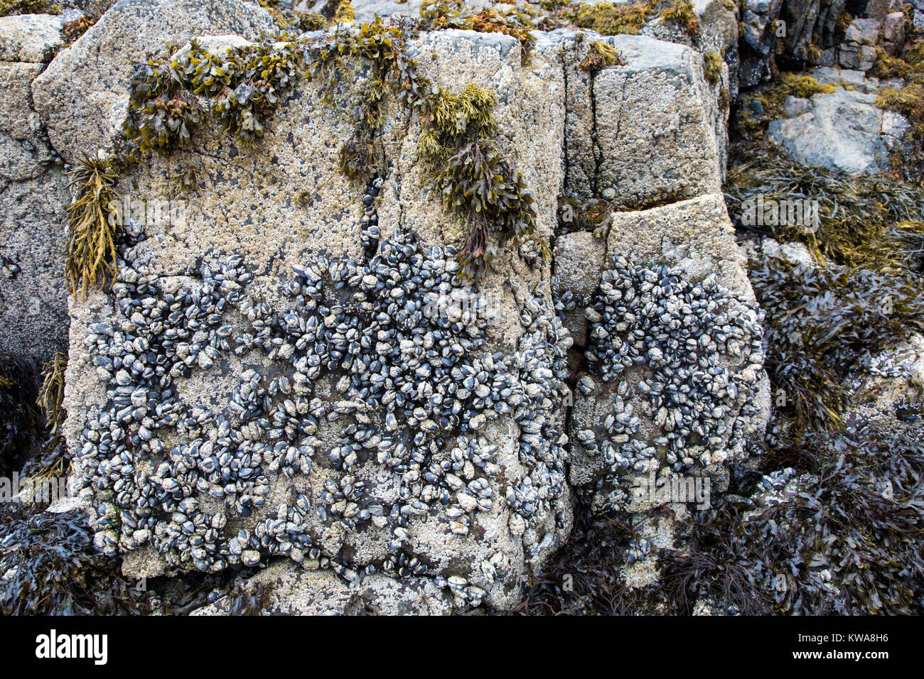 Rocks at low tide covered with limpets and barnacles, Gruinard Bay, Wester Ross Stock Photo