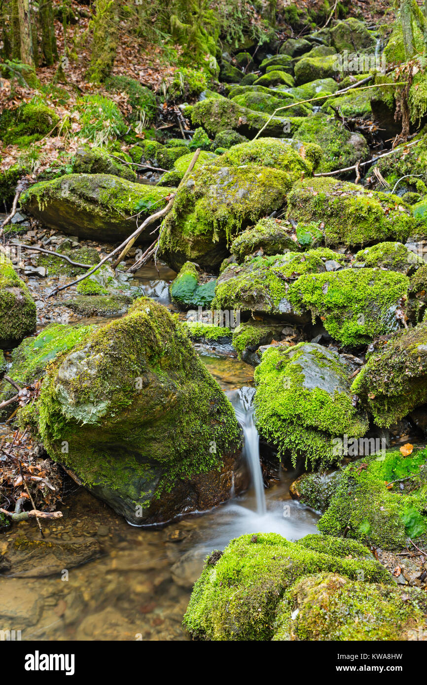 View of a small waterfall of the mountain creek Tro Maret in the Ardennes, Belgium with green moss overgrown rocks. Stock Photo