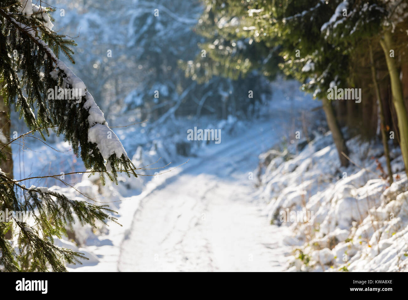 Snow covered trees against the light with a dirt road in the background near the Eifel village Monschau Rohren in winter, Germany. Stock Photo