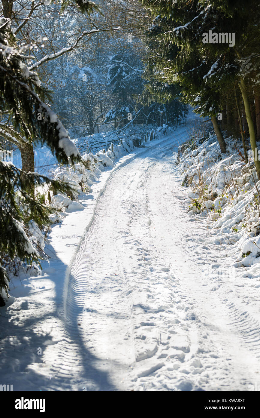 Snow covered trees against the light with a dirt road in the background near the Eifel village Monschau Rohren in winter, Germany. Stock Photo