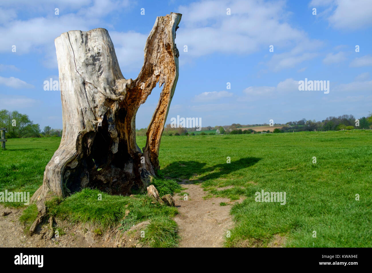 A statuesque looking tree next to the river Stour, Suffolk Stock Photo