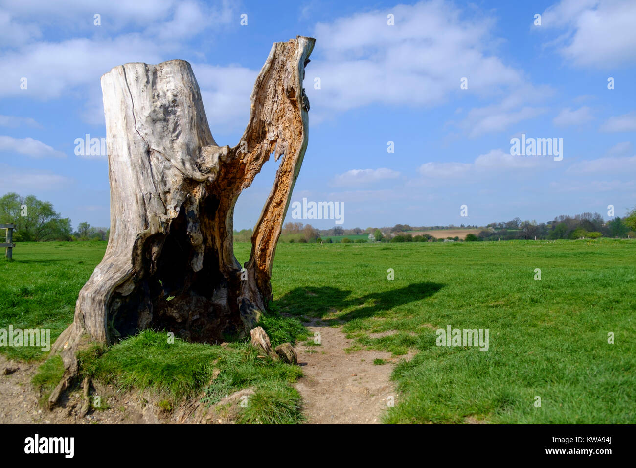 a-statuesque-looking-tree-next-to-the-river-stour-suffolk-stock-photo