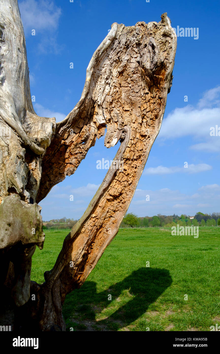 A statuesque looking tree next to the river Stour, Suffolk Stock Photo