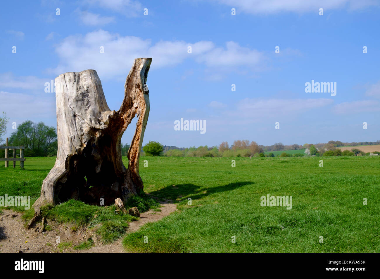 A statuesque looking tree next to the river Stour, Suffolk Stock Photo