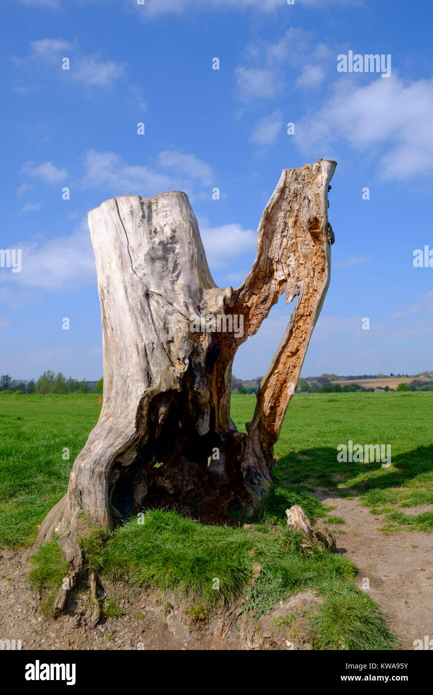 A statuesque looking tree next to the river Stour, Suffolk Stock Photo