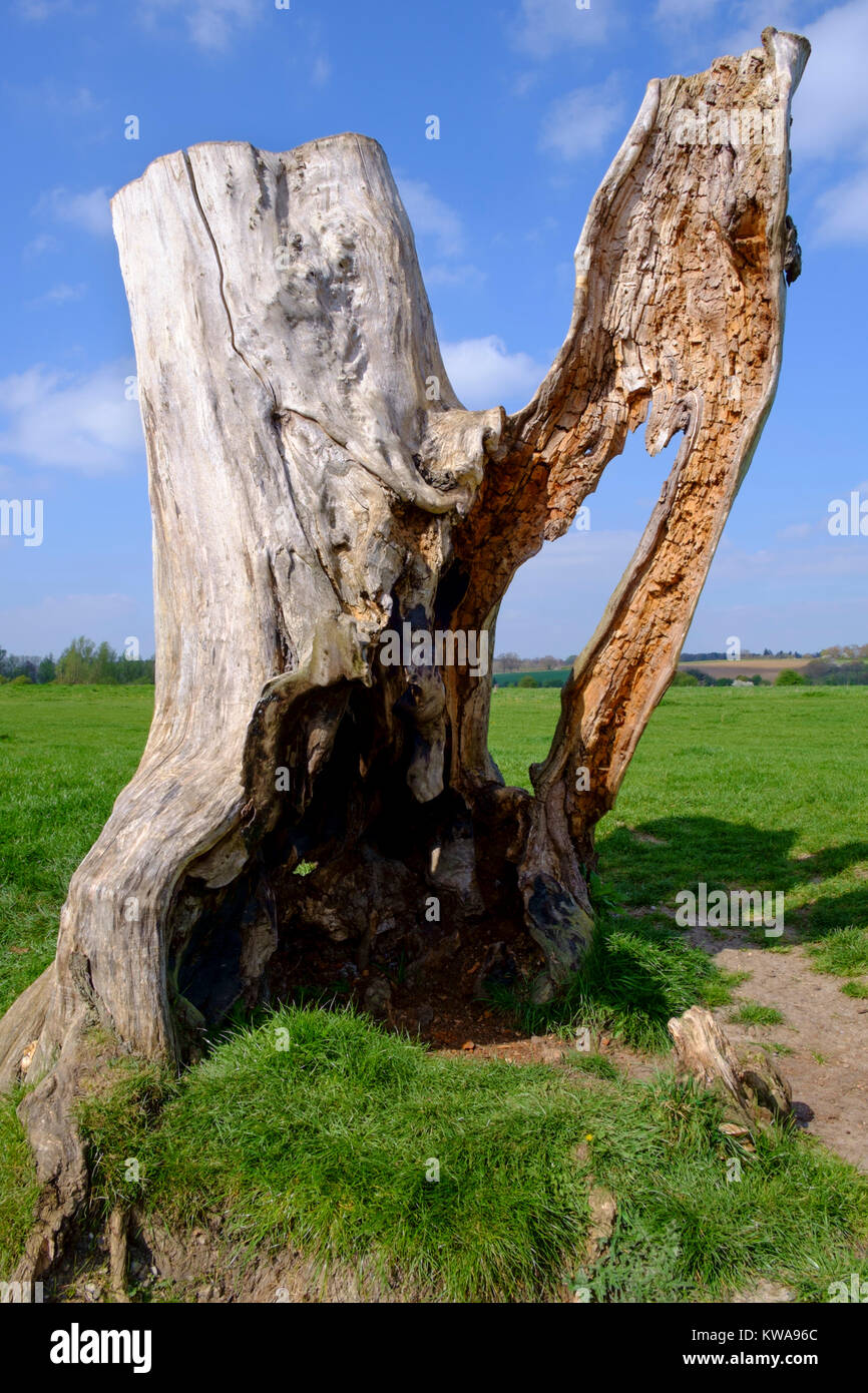 A statuesque looking tree next to the river Stour, Suffolk Stock Photo