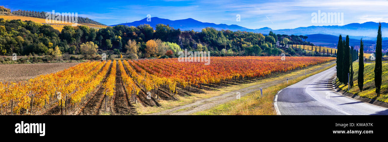 Impressive autumn landscape,view of colorful vineyards and cypresses,tuscany,Italy. Stock Photo