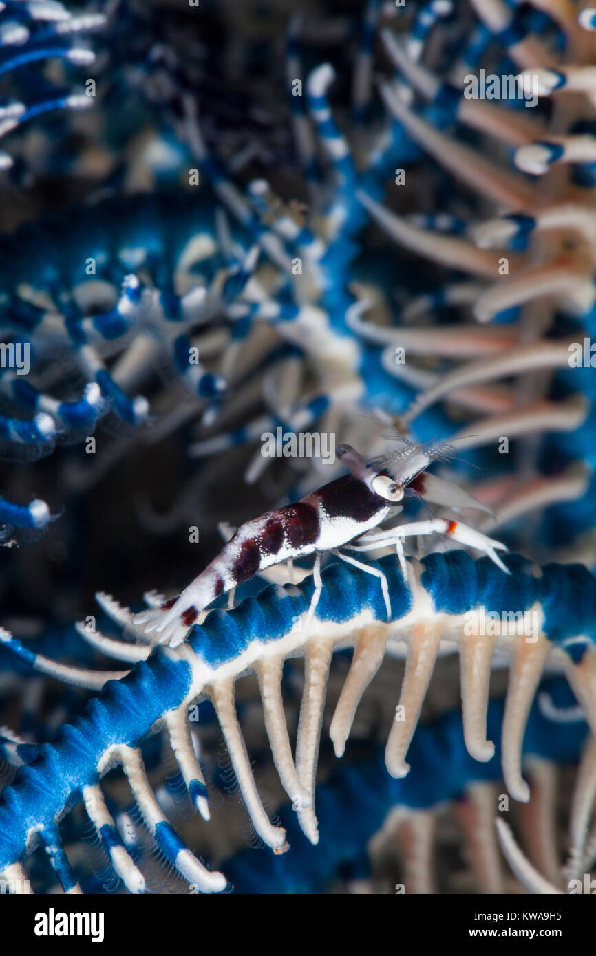 Crinoid  shrimp or feather star shrimp (Hippolyte catagrapha) Stock Photo