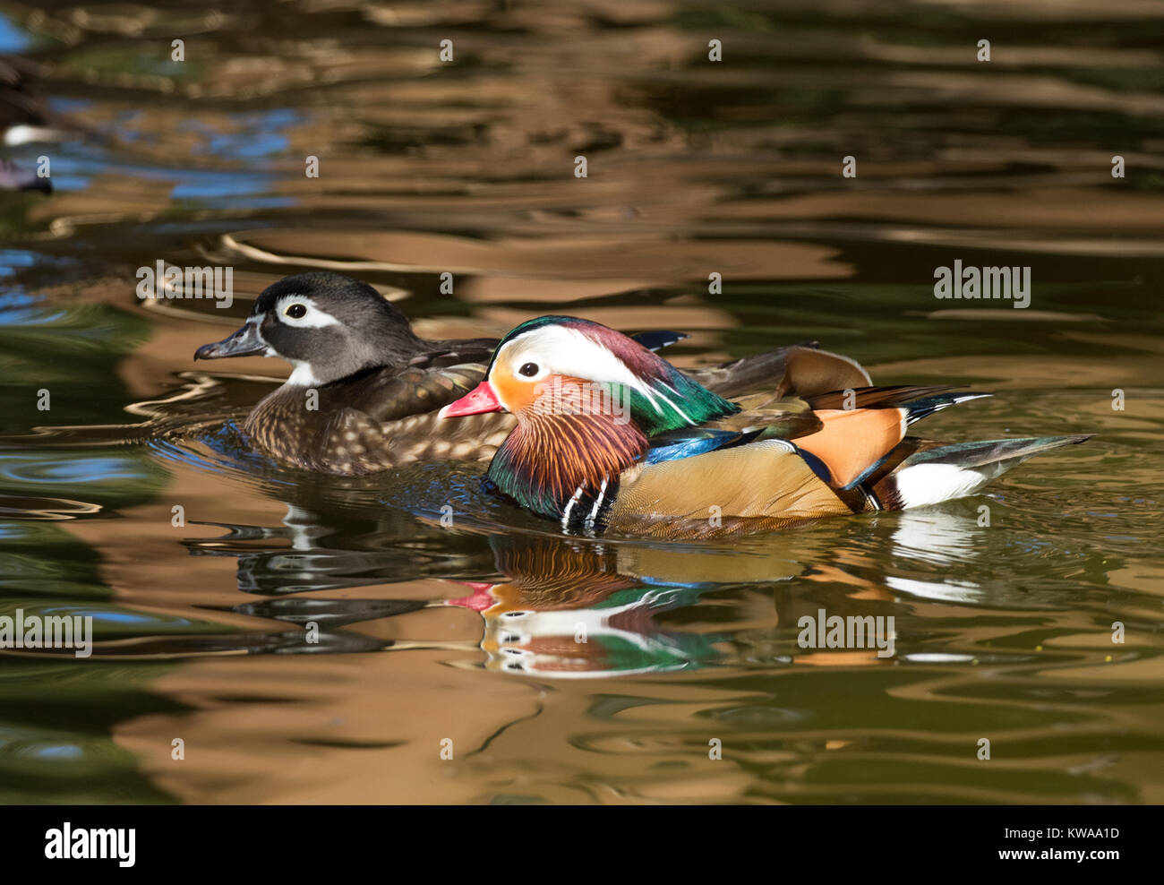 Male Mandarin Duck and a female wood duck on the water Stock Photo - Alamy