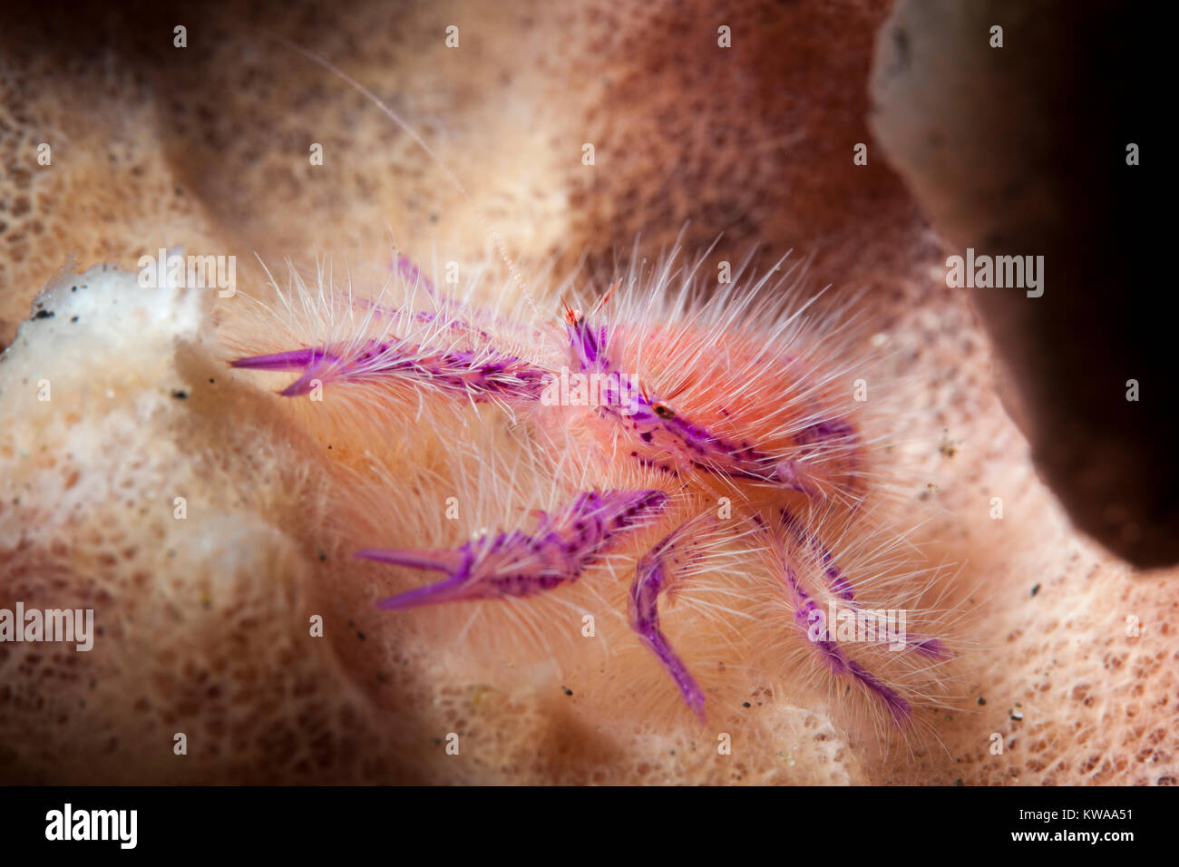 Pink Hairy Squat Lobster or Fairy Crab (Lauriea Siagiani Stock Photo