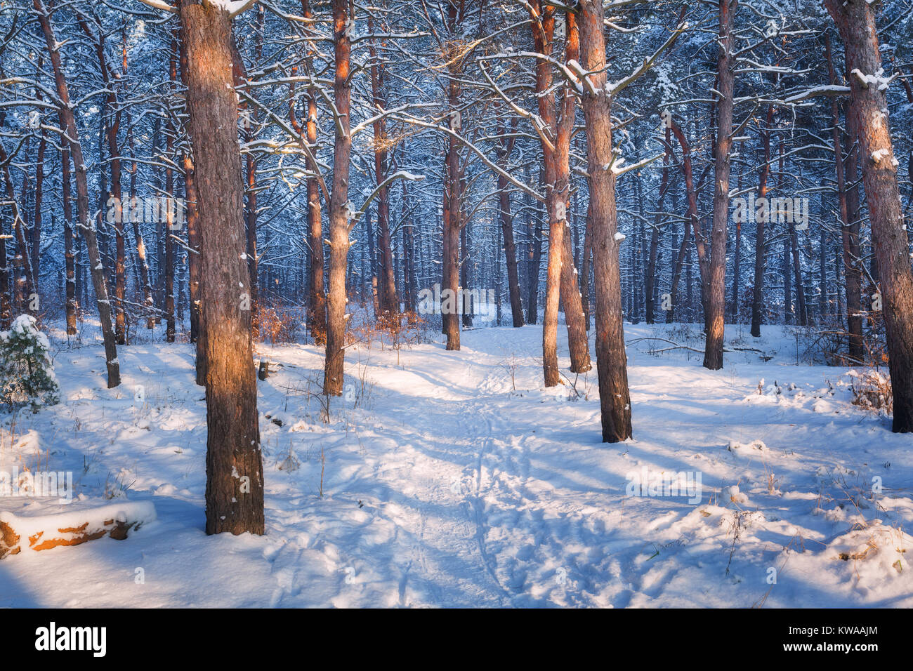 Winter forest with trail at sunset. Colorful landscape with snowy trees, path in cold evening. Snow covered trees in park. Beautiful forest in snowy w Stock Photo