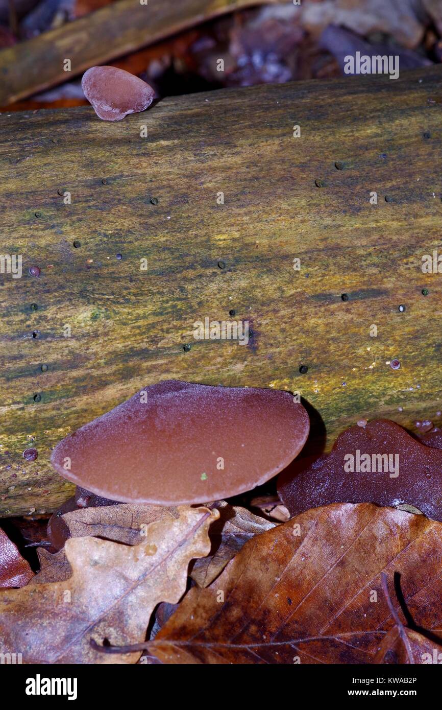 Auriculariales Fungus, Jews Ear or Wood Jelly Mushroom, (Auriculaia auriculajudae) Forest Floor