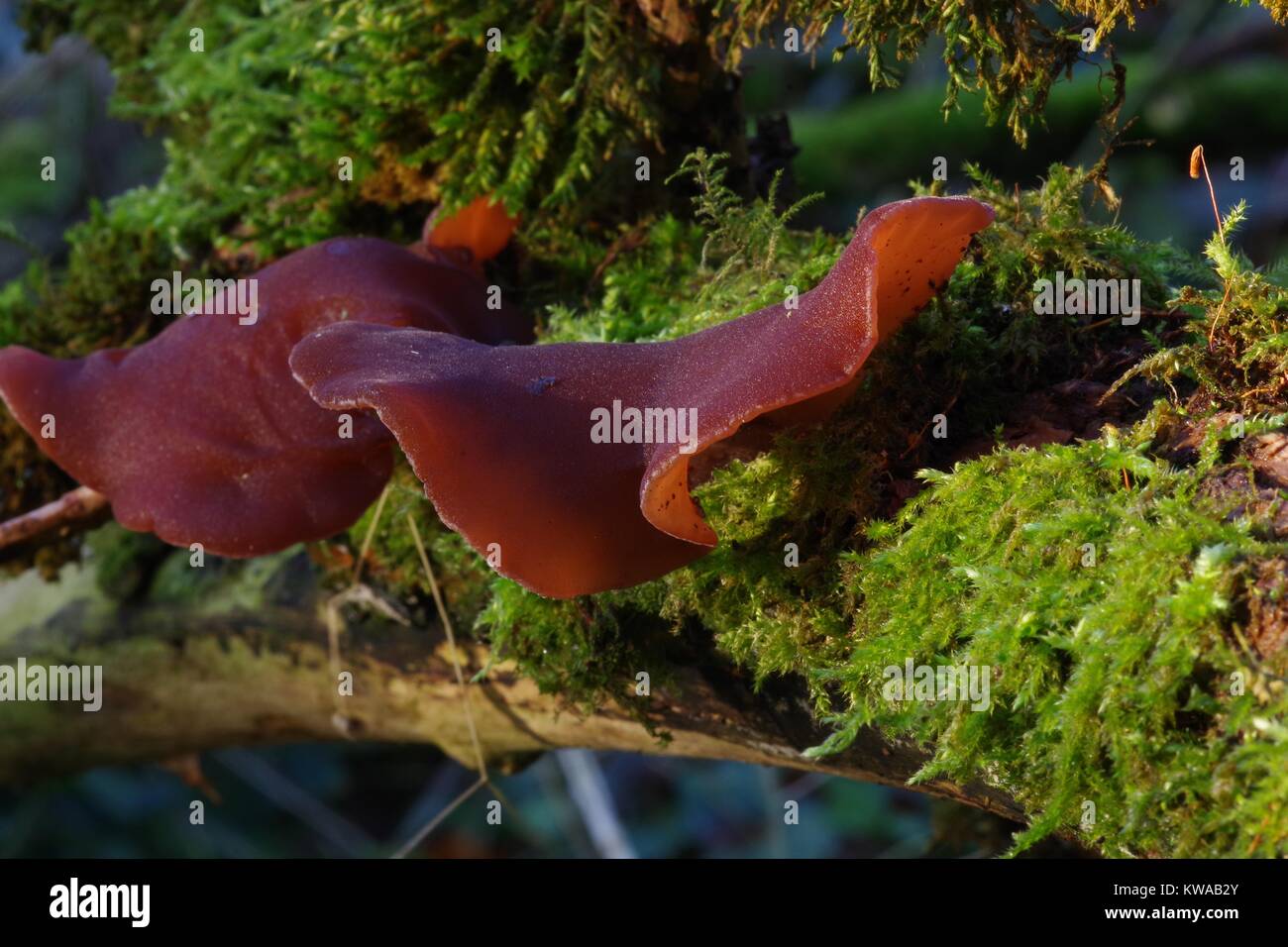 Auriculariales Fungus, Jews Ear or Wood Jelly Mushroom, (Auriculaia auriculajudae) Forest Floor