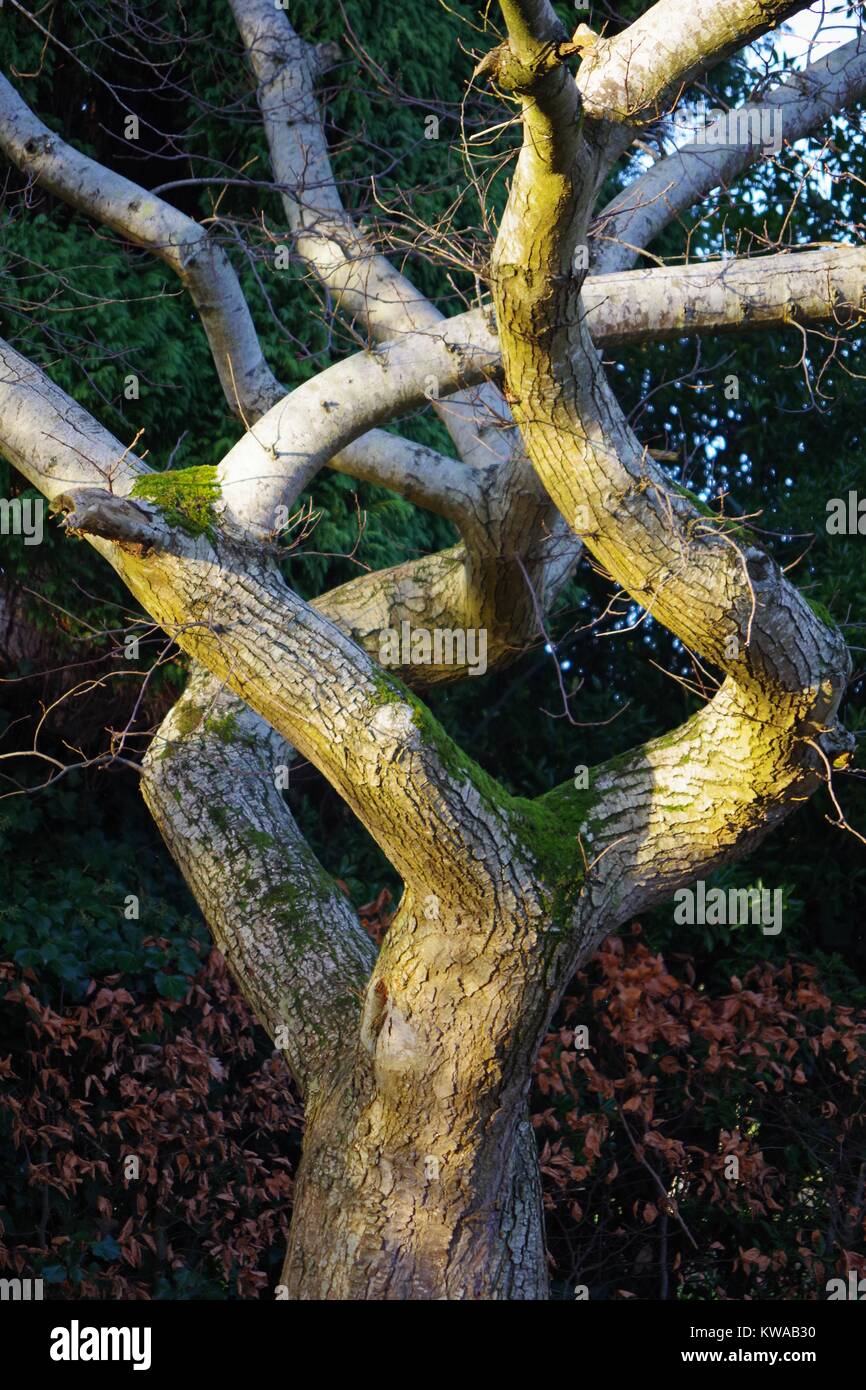 Twisted curvy tree in hi-res stock photography and images - Alamy
