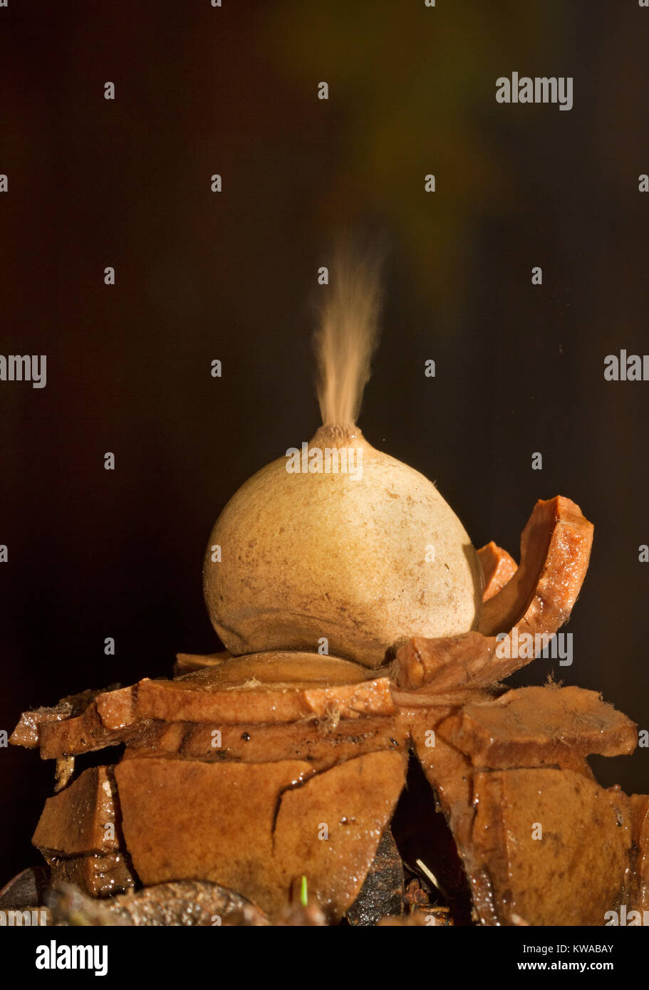 Outburst of a cloud of brown dust-like spores from the puffball of Collared earthstar in response to impact of falling raindrops Stock Photo
