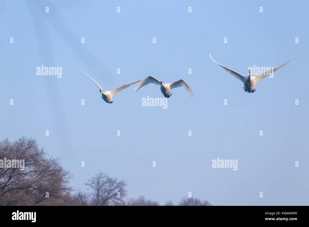 Urumqi, China's Xinjiang Uygur Autonomous Region. 31st Dec, 2017. Swans fly over the Swan Lake of Ili River Valley in Yining County, northwest China's Xinjiang Uygur Autonomous Region, Dec. 31, 2017. Thanks to the effective environmental protection measures of the local govenment, every year many swans spend the winter here. Credit: Xu Wen/Xinhua/Alamy Live News Stock Photo