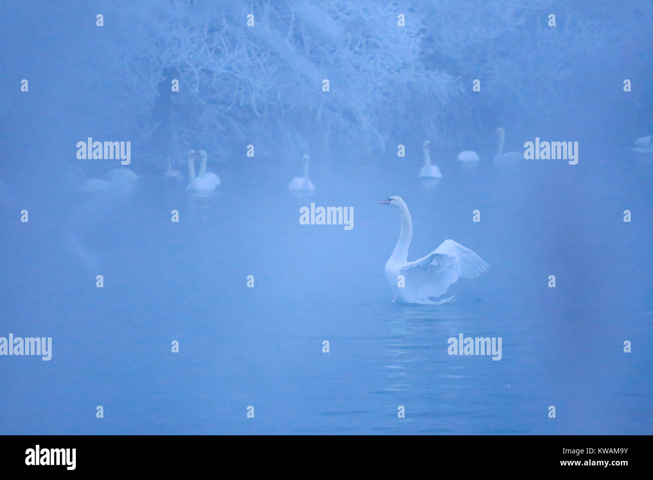 Urumqi, China's Xinjiang Uygur Autonomous Region. 1st Jan, 2018. Swans swim in the Swan Lake of Ili River Valley in Yining County, northwest China's Xinjiang Uygur Autonomous Region, Jan. 1, 2018. Thanks to the effective environmental protection measures of the local govenment, every year many swans spend the winter here. Credit: Xu Wen/Xinhua/Alamy Live News Stock Photo