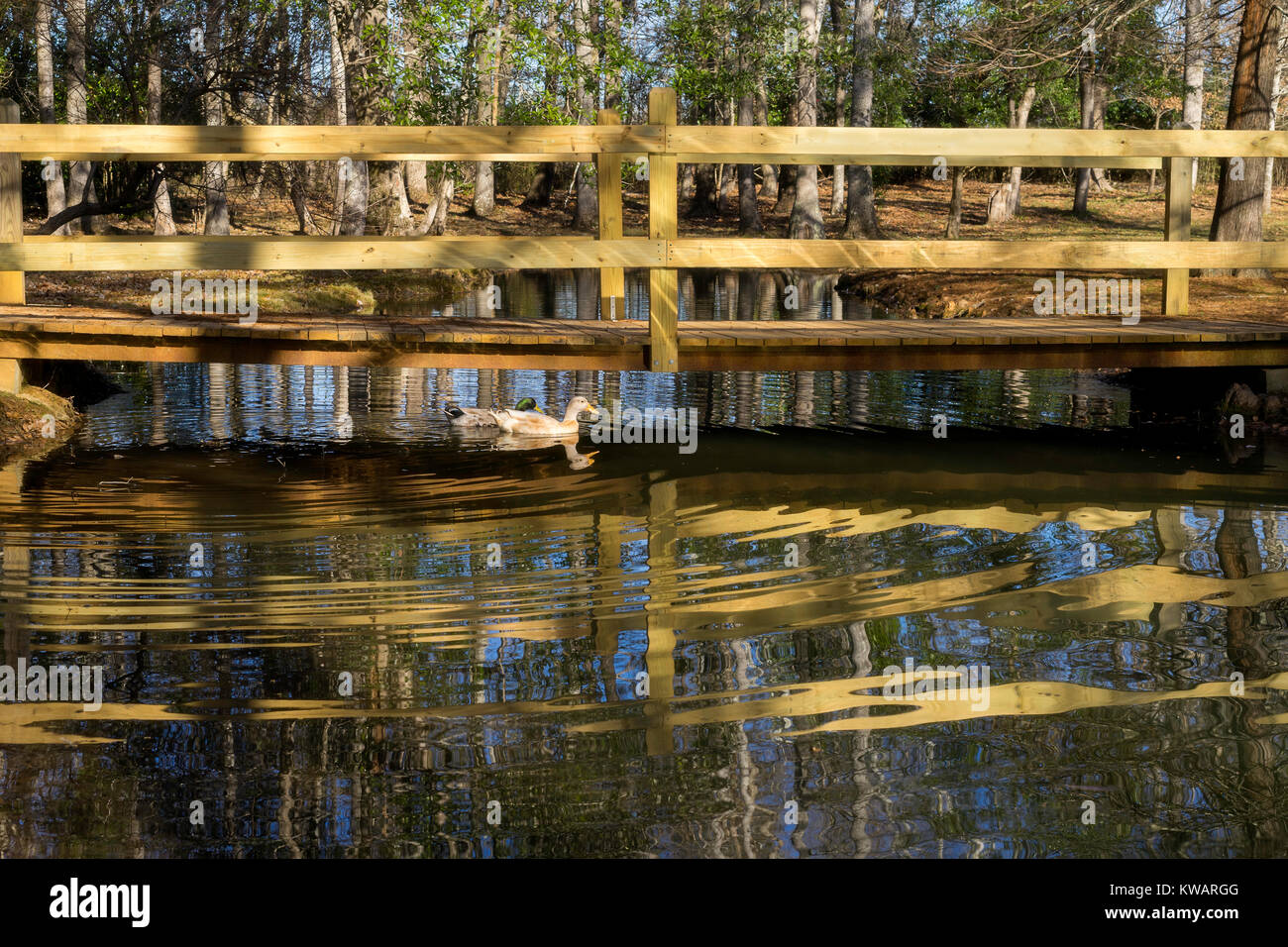Fayette, Alabama. 2nd Jan, 2018. The temperatures may be cold, but the sun was out this afternoon, Tuesday,  Jan. 2nd, 2018 as were these two ducks at Guthrie Smith Park in Fayette, Alabama.The temperatures have been well below normal for this time of year in the south. Credit: Tim Thompson/Alamy Live News Stock Photo