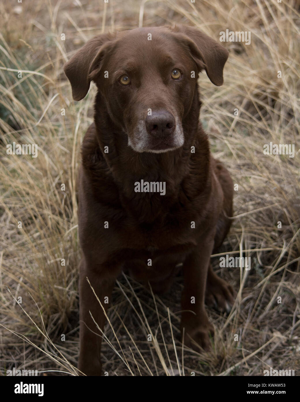 Canine Stock Photo