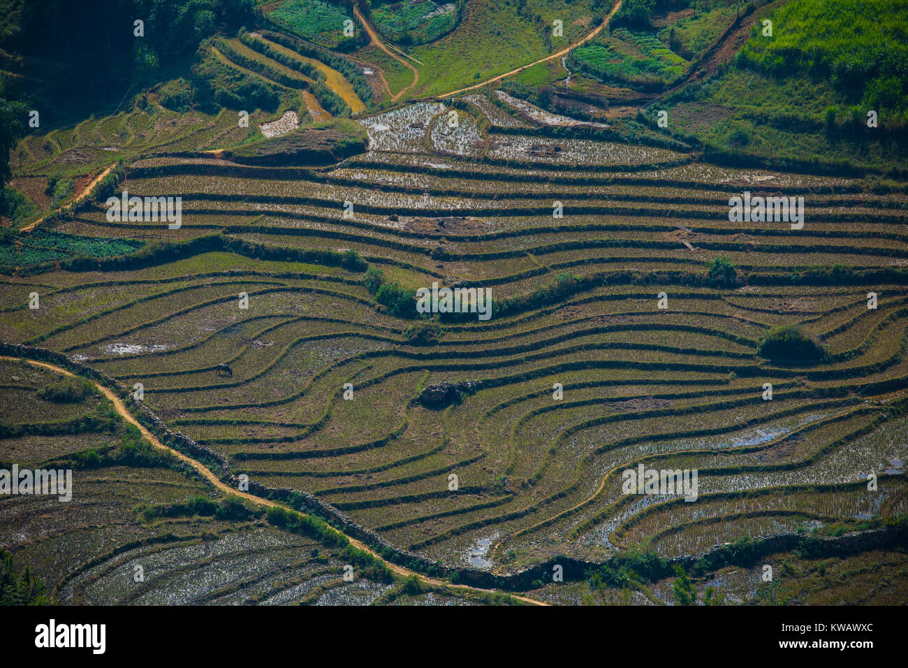 aerial view of rice terrace in sapa northern of vietnam Stock Photo - Alamy