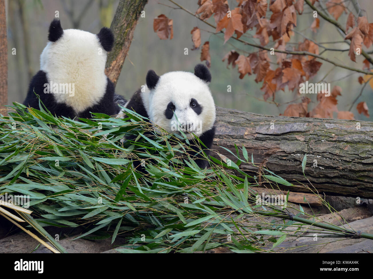 China Panda Near Me Facts and Tips