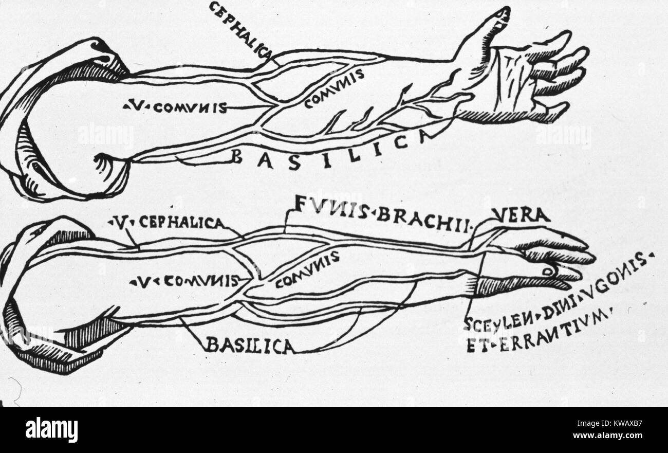 Two views of the left arm showing major arteries extending from the shoulder to the hand, 1521. Courtesy National Library of Medicine. Stock Photo