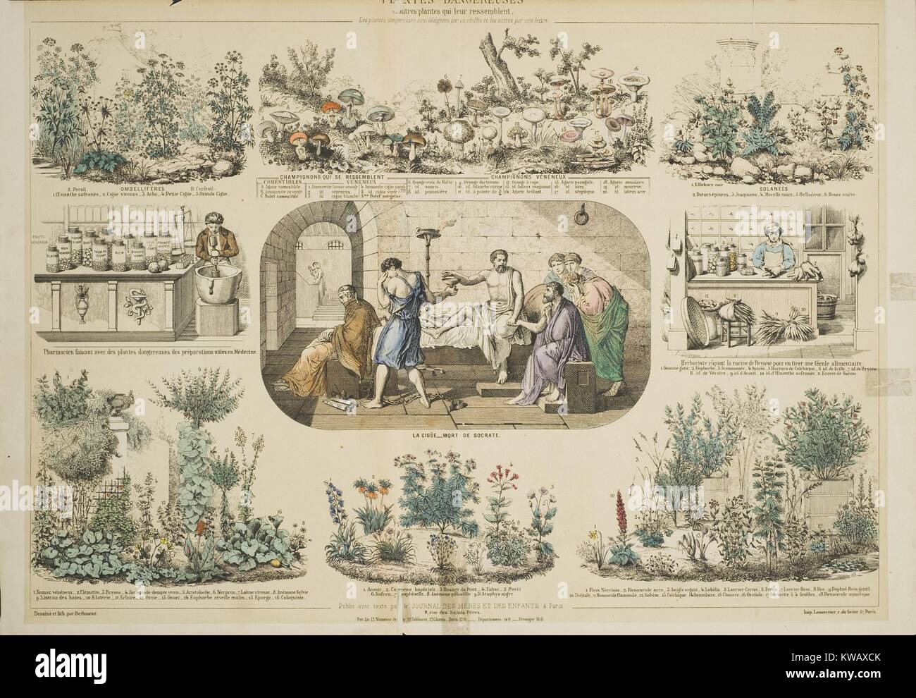 Hand colored lithograph depicting the death of Socrates, surrounded by eight illustrations of plants both toxic and medicinal, 1850. Courtesy National Library of Medicine. Stock Photo