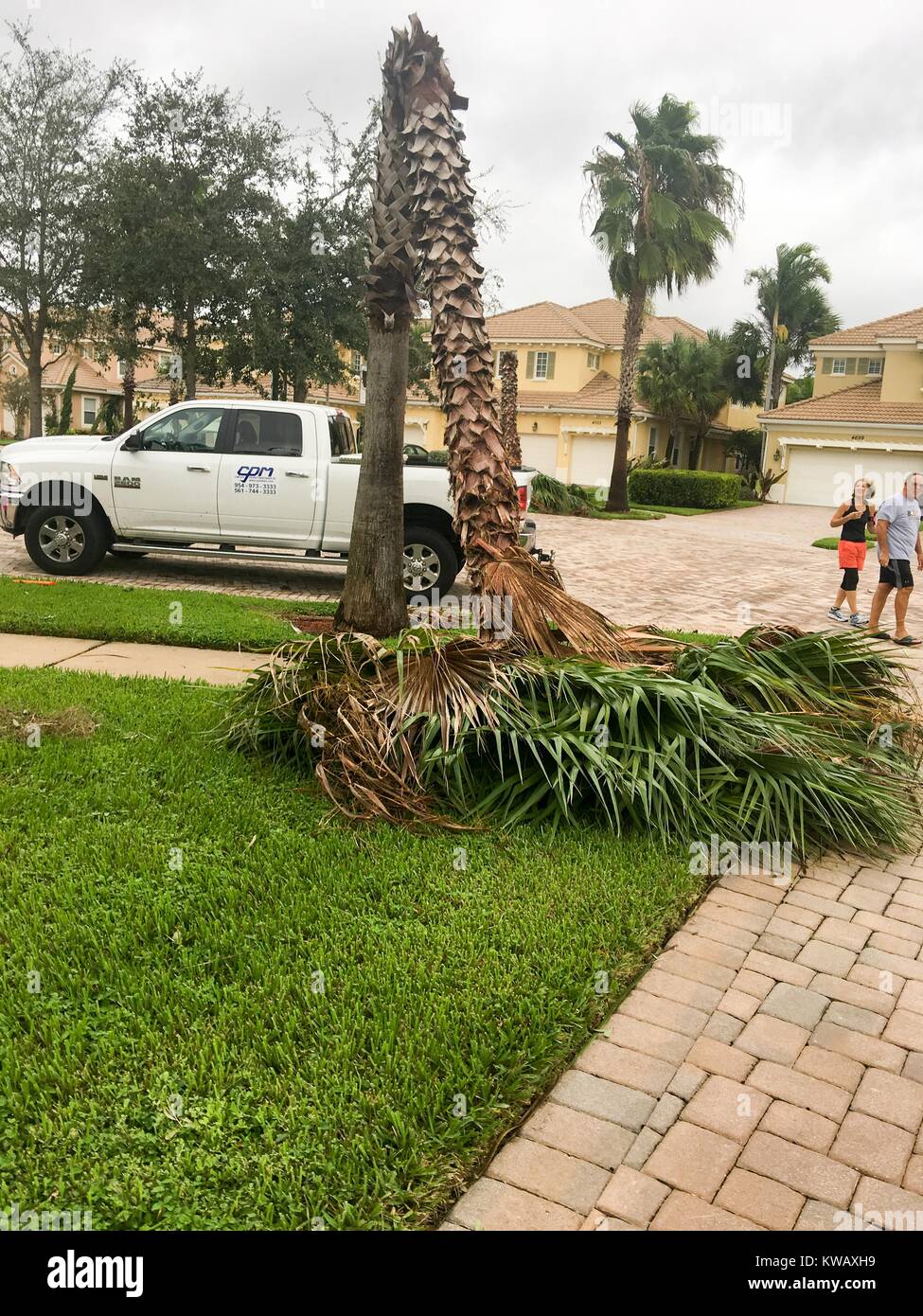 A couple walks through the cul-de-sac of a housing development and views a damaged palm tree which has been snapped in half by high winds during Hurricane Matthew, in West Palm Beach, Florida, October 7, 2016. Stock Photo