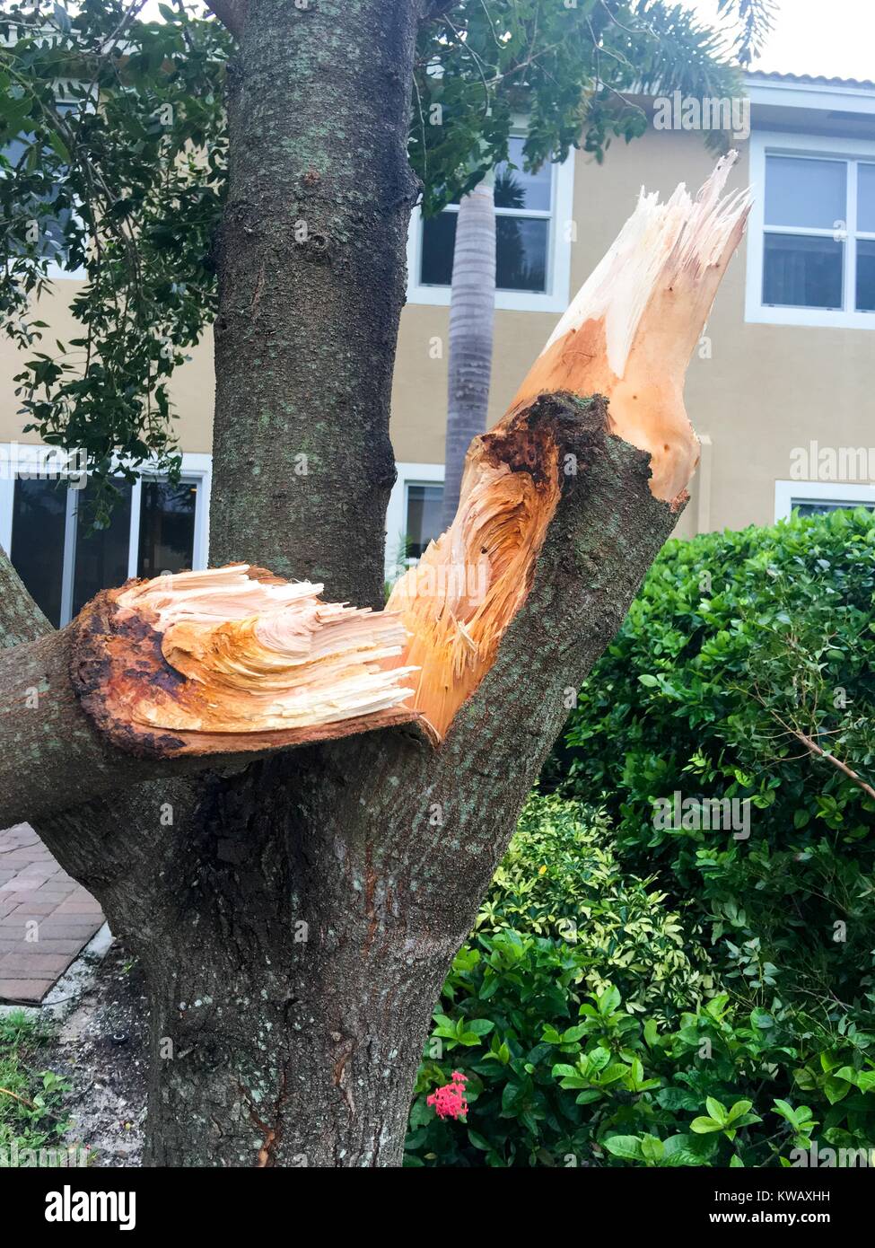 Snapped trunk of a thick tree, damaged during Hurricane Matthew, in West Palm Beach, Florida, October 7, 2016. Stock Photo