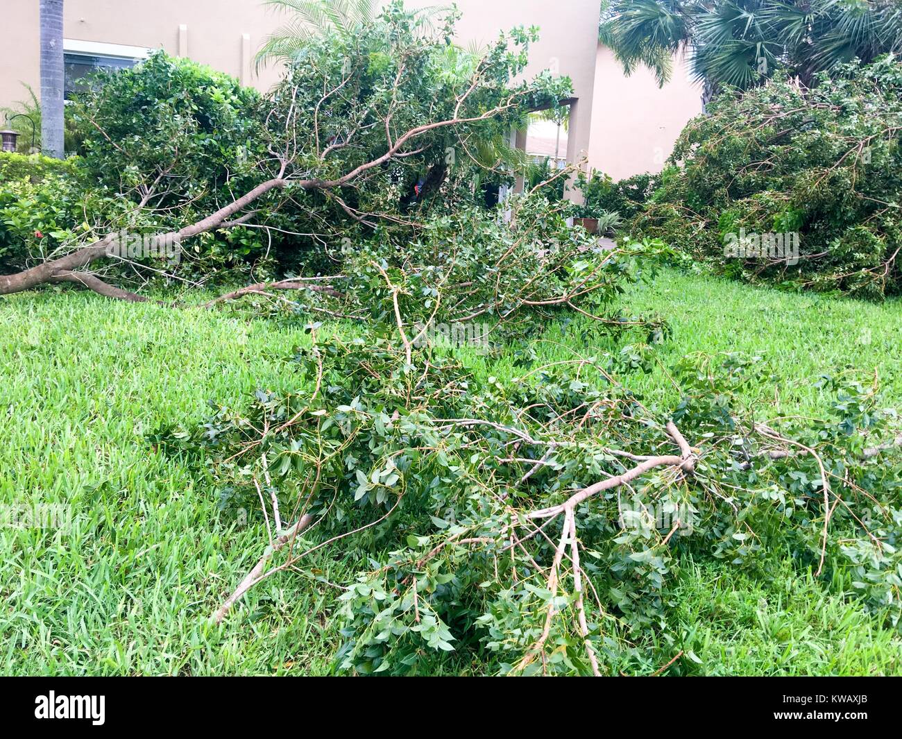 Fallen trees limbs in a suburban backyard following Hurricane Matthew in West Palm Beach, Florida, October 7, 2016. Stock Photo