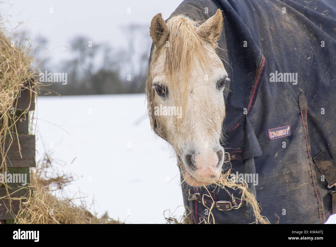 pony eating hay during winter Stock Photo
