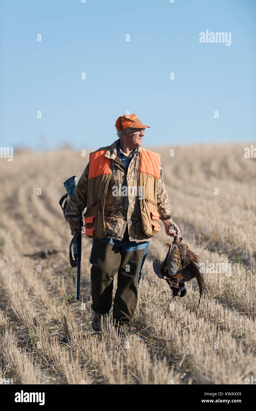 A pheasant hunter in North Dakota Stock Photo Alamy