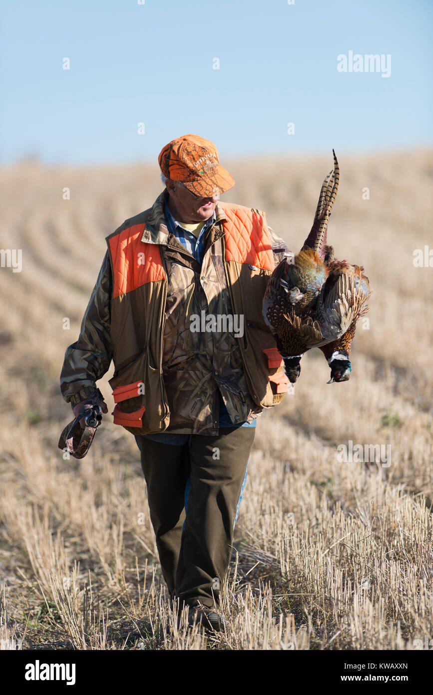 A pheasant hunter in North Dakota Stock Photo Alamy