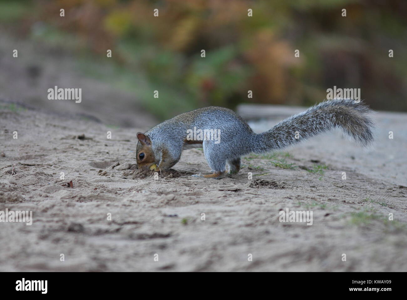 Squirrel hiding food hi-res stock photography and images - Alamy