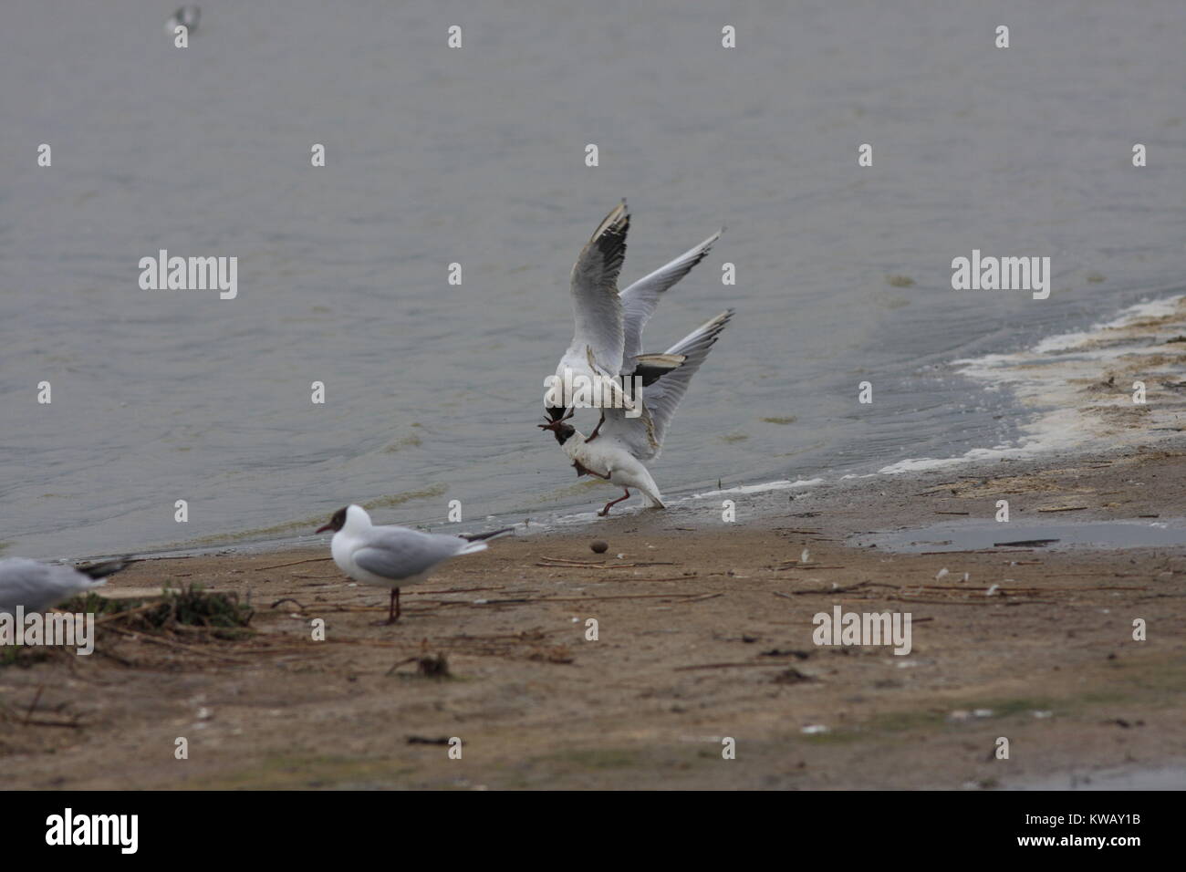 Black headed gulls (Chroicocephalus ridibundus) fighting at waters edge Stock Photo