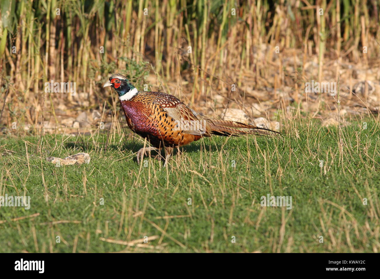 Phasianus colchicus, a male ring necked pheasant, walking in front of