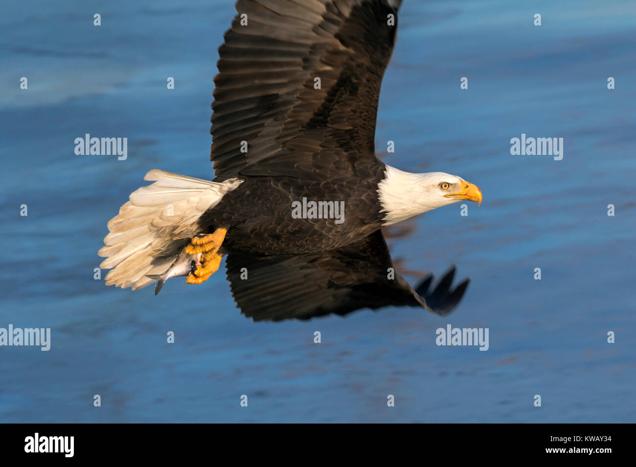 Bald eagle (Haliaeetus leucocephalus) with a caught fish at Mississippi River, Iowa, USA Stock Photo