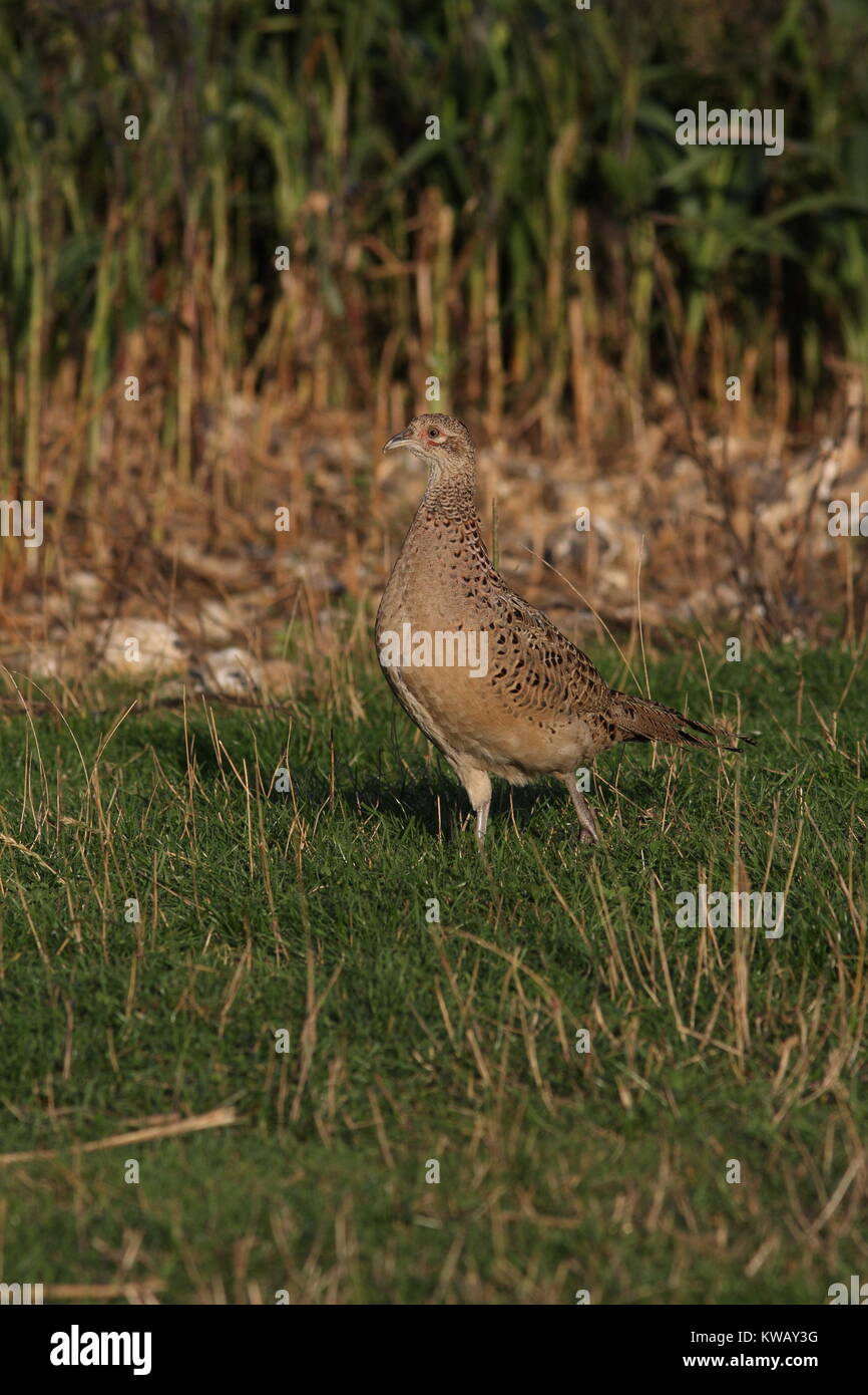 Phasianus colchicus, Pheasant hen walking in the open over grass, in