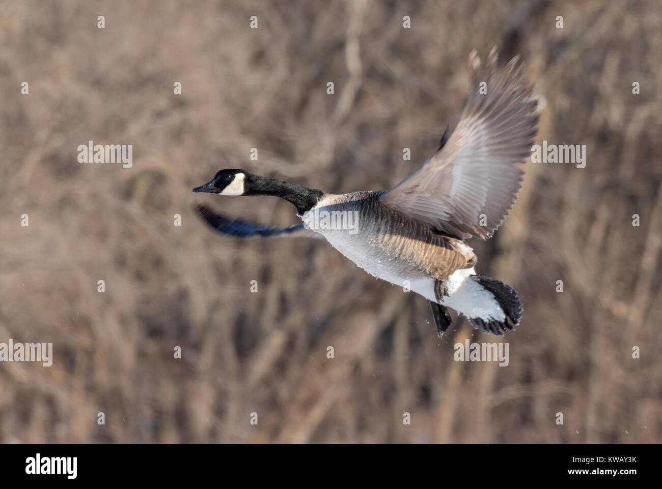 Canada geese (Branta canadensis) flying, Saylorville Lake, Iowa, USA Stock Photo