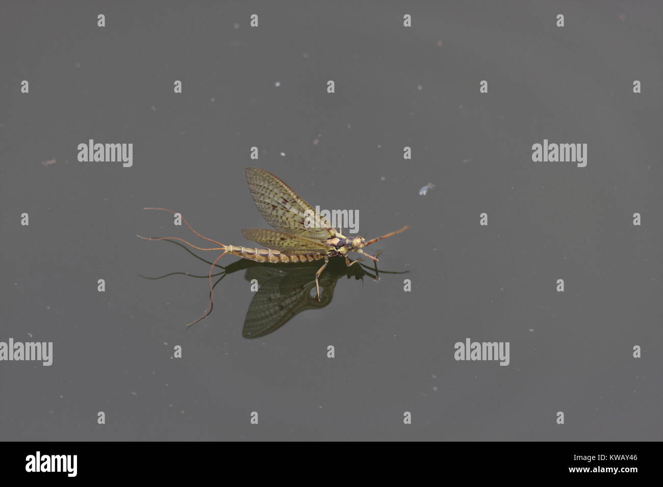 Emerged Mayfly in May, this is a three tail Mayfly standing on water, most likely a Ephemera Danica but maybe vulgata Stock Photo