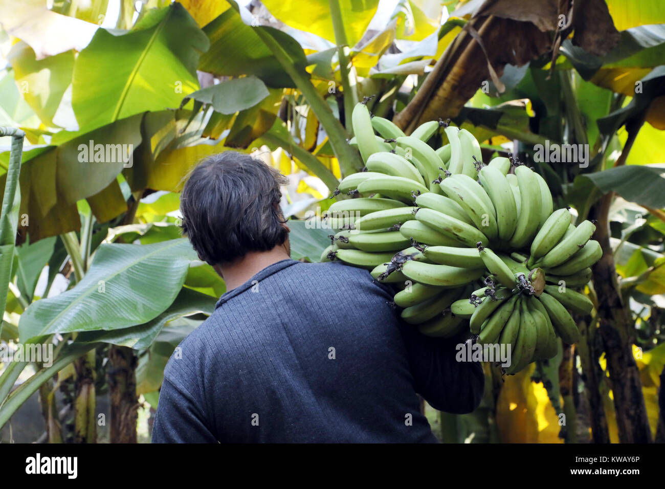 Страны выращивающие бананы. Сбор урожая бананов. Сбор бананов на плантациях. Бананы в Туркменистане. В Туркменистане выращивают бананы.