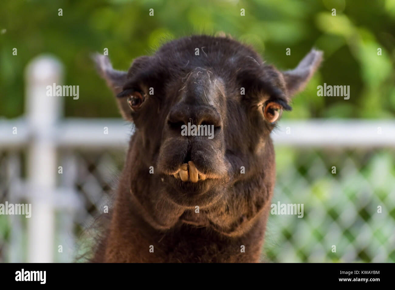 closeup of an alpaca looking into camera at petting zoo Stock Photo