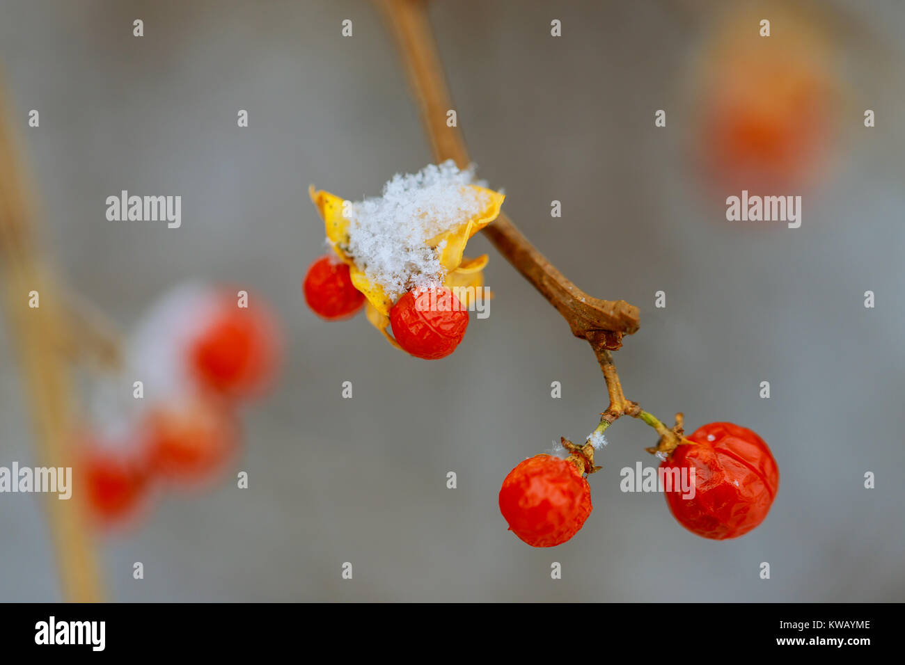 Rowan berries blue sky snow hi-res stock photography and images - Alamy