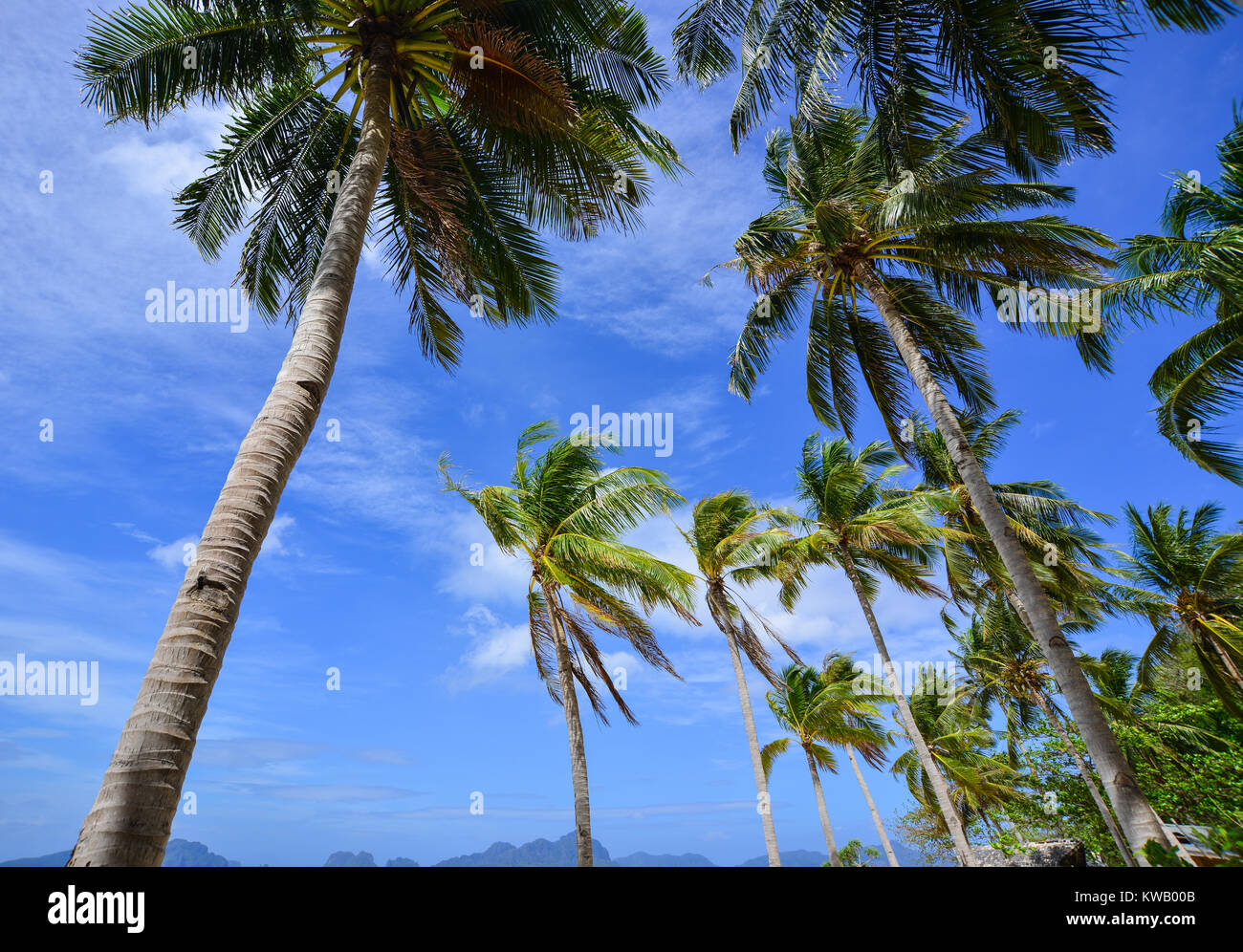 Top of coconut trees under blue sky in Palawan Islands, Philippines ...