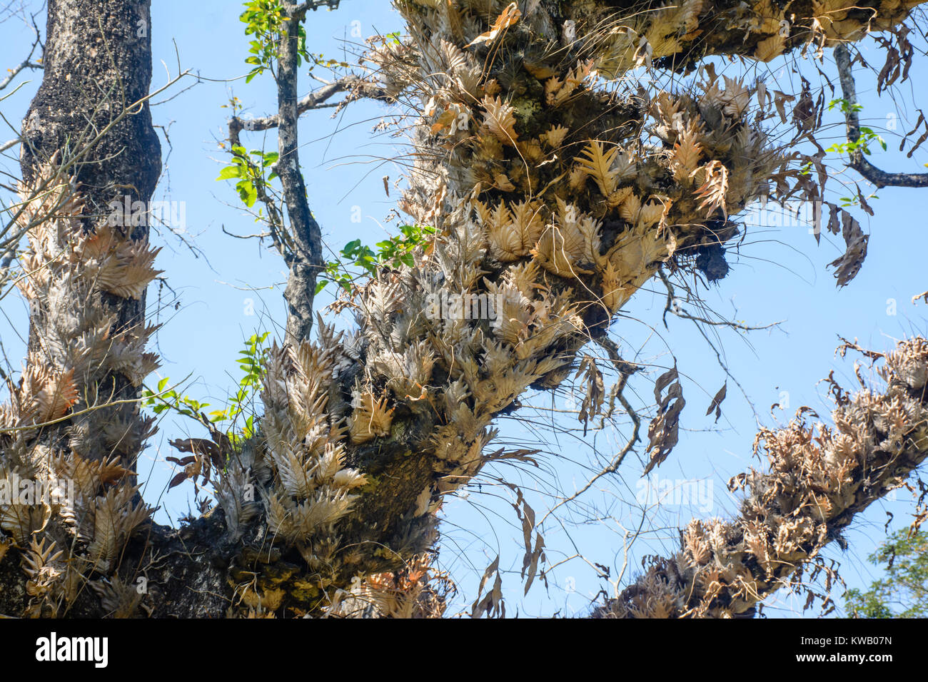 photo of dry staghorn fern on the tree Stock Photo