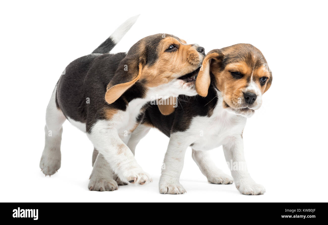 Two Beagles puppies playing together, isolated on white Stock Photo